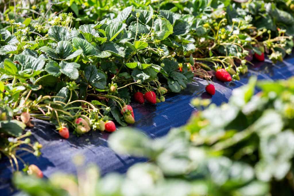 Strawberries growning in a field.